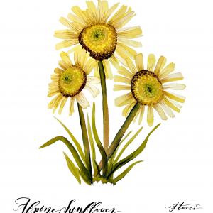 ALPINE SUNFLOWER