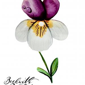 BECKWITH VIOLET
