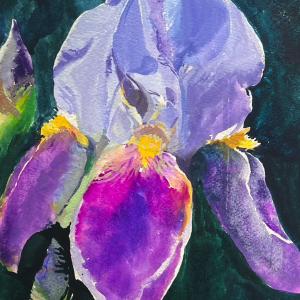 BLUE IRIS