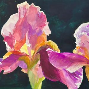 PINK IRIS