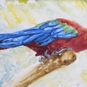 RED MACAW, watercolor on Yupo