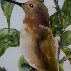 RUFOUS HUMMINGBIRD, watercolor on Yupo