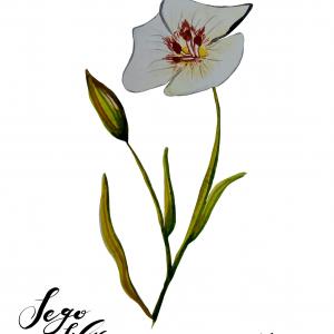 SEGO LILY
