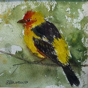 Western Tanager