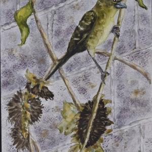 WINTER FINCH, watercolor on Yupo