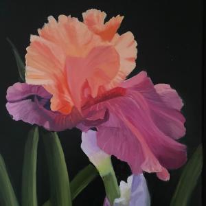 YELLOW AND PURPLE IRIS